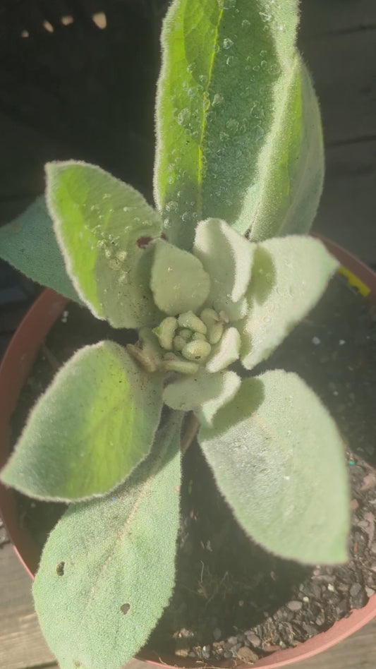 Bulk Mullein Seeds  (1/8 tsp=25,000 tiny seeds)