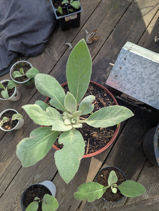Large Mullein